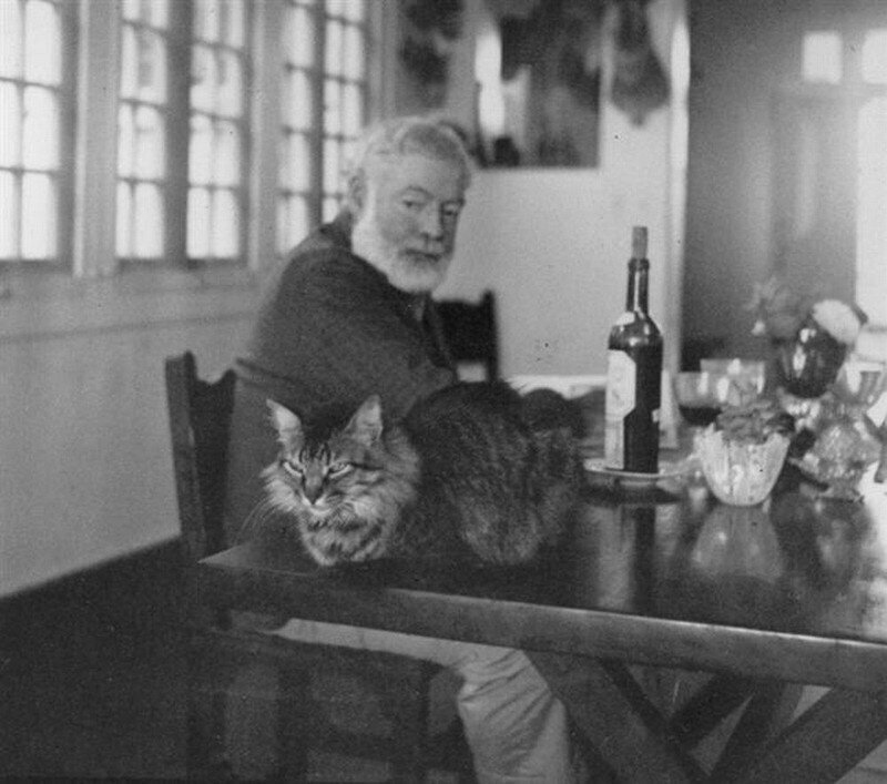 13. Эрнест Хемингуэй просто обожал кошек.