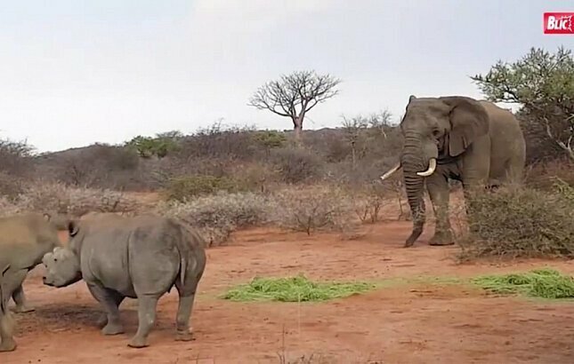 Слон убил браконьера на глазах у его друзей