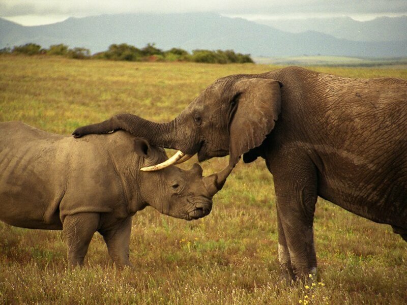 Слон убил браконьера на глазах у его друзей