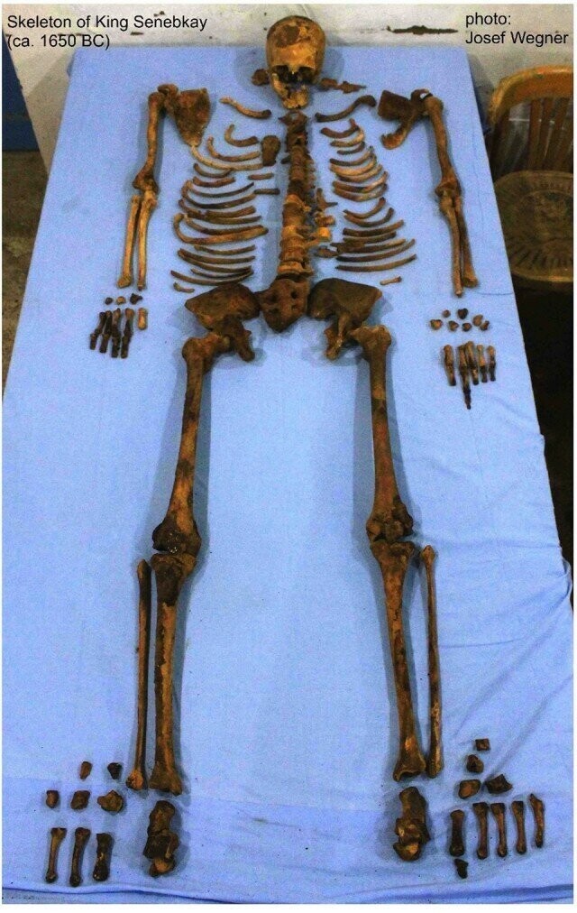 Таким его и нашли, собирали долго по косточкам, но восстановили скелет практически полностью.