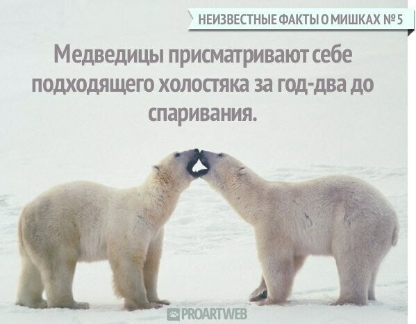 Неизвестные факты о мишках