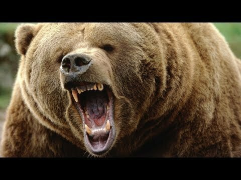 Как спастись от медведя туристу в тайге 
