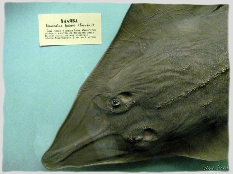 Халява (лат.Rhinobatus halavi), обитает в Тихом океане у берегов Китая, Малайского архипелага и Австралии