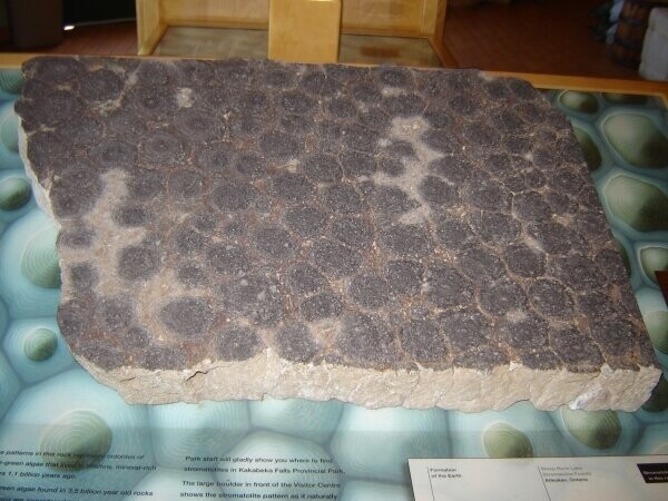 Почти Кака-бяка. Kakabekia - род ископаемых микроорганизмов изGunflint Chert, проживающих на Земле около двух миллиардов лет назад