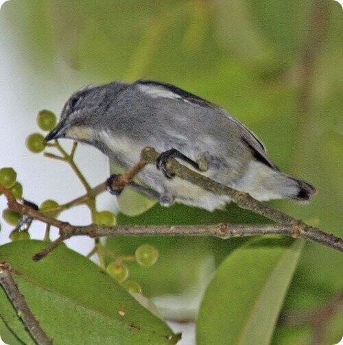 Очковый цветосос — вид птиц рода цветососы, обнаруженный в июне 2009 года на острове Калимантан