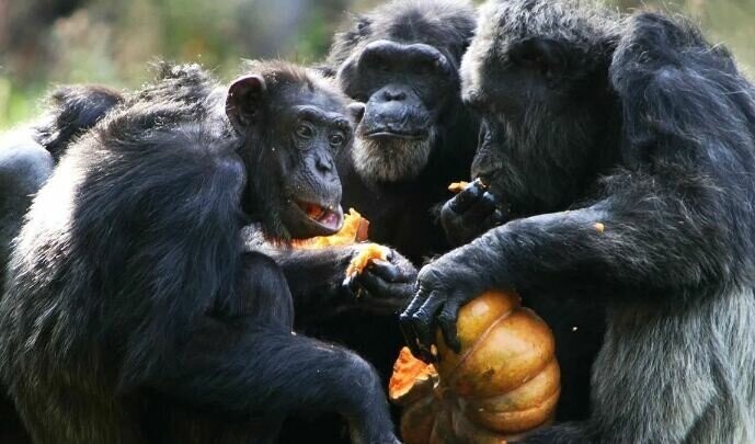 Шимпанзе знают о стрессе не понаслышке