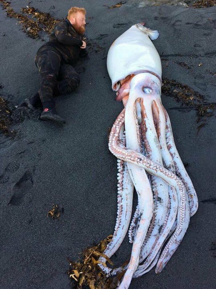 Гигантский кальмар, вырошенный на пляж в Веллингтоне, Новая Зеландия