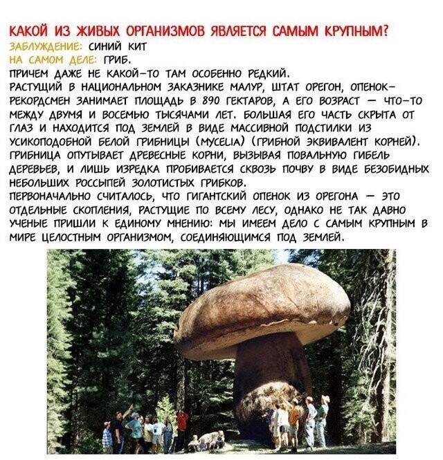 Самые популярные заблуждения в мире