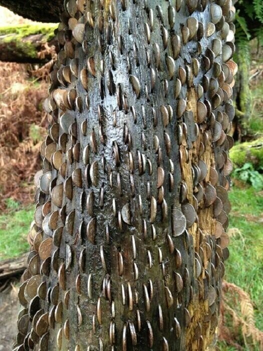 Монетные деревья -  это одна из национальных достопримечательностей, на которые съезжаются посмотреть туристы