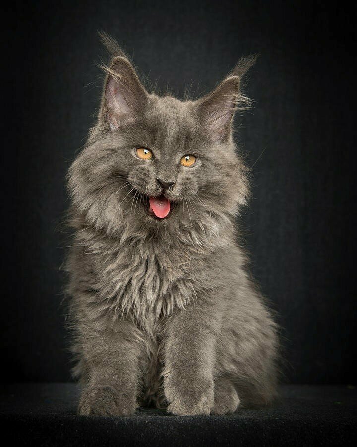 Американская енотовая кошка Maine Coon