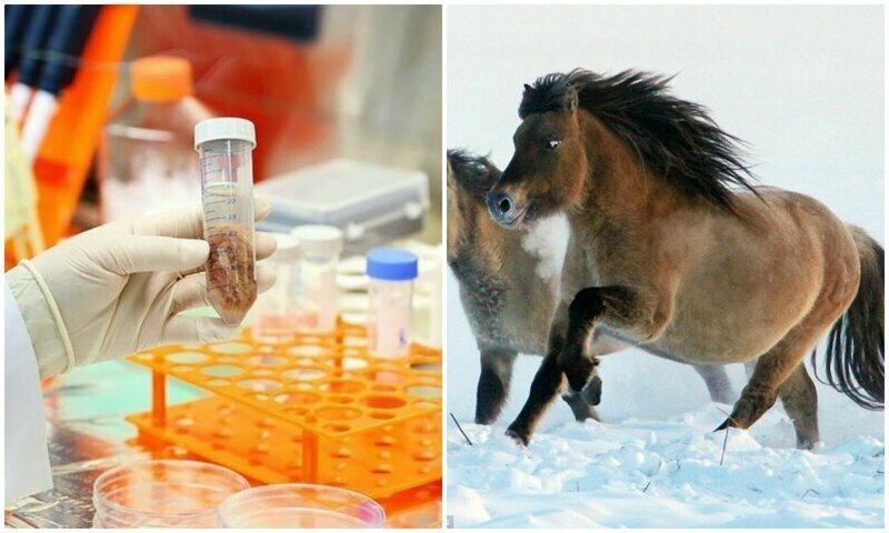 Ученые обещают клонировать вымершую сибирскую лошадь