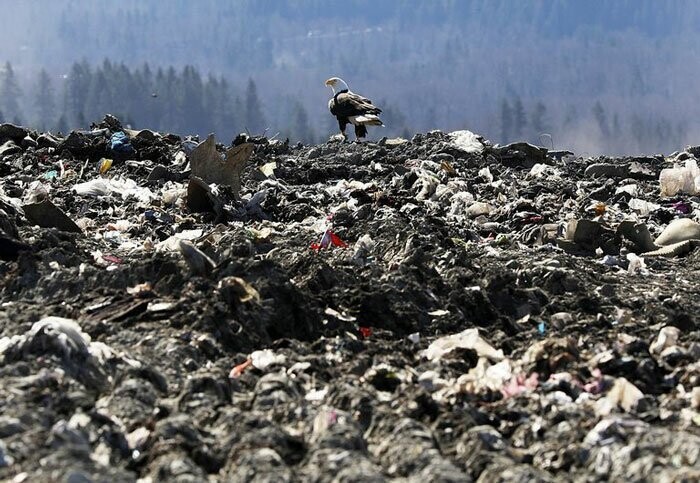 Белоголовые орланы сбрасывают мусор со свалки в Сидар-Хиллз в Сиэтле в пригородные дворы