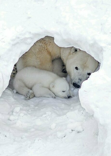 Белые медвежата в зоопарке Новосибирска впервые вышли из берлоги!