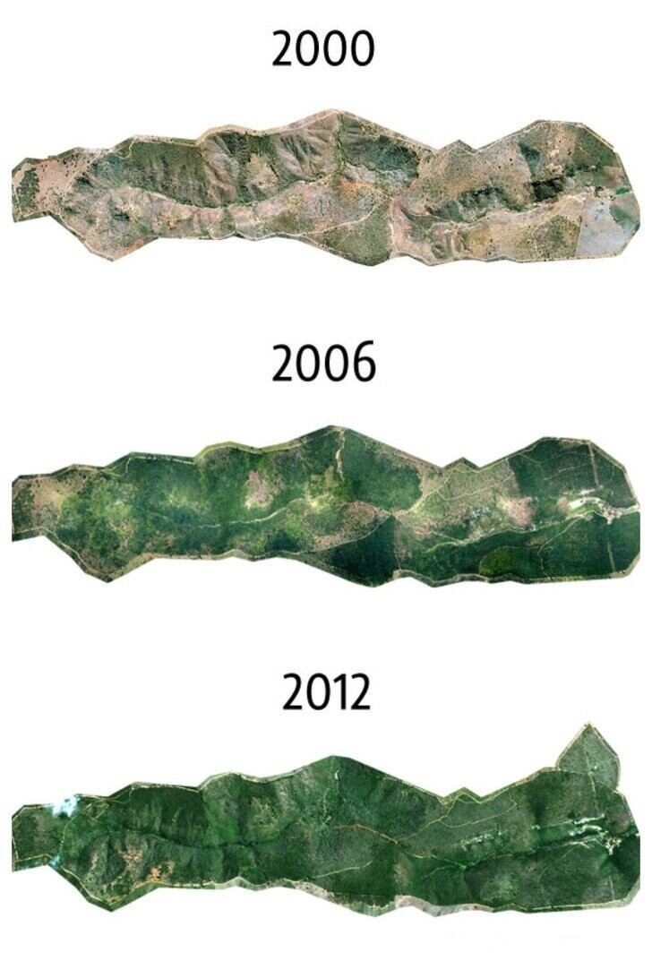 Как бразильский фотограф восстановил лес с 2,7 млн деревьев за 20 лет