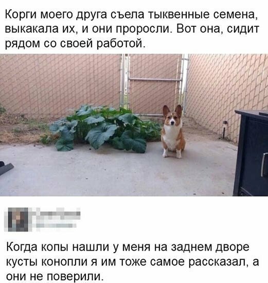 Прикольные и смешные картинки