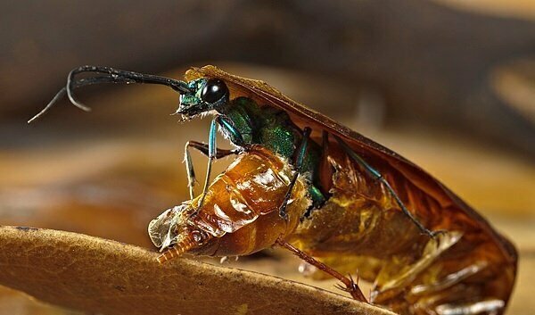4. Изумрудная тараканья оса делает из тараканов живых мертвецов, а потом откладывает в них яйца
