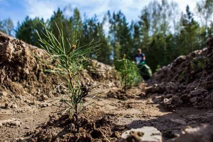 Запасов древесины в Сибири хватит только на 15 лет при нынешних темпах добычи. Лес уже не восстанавливается.