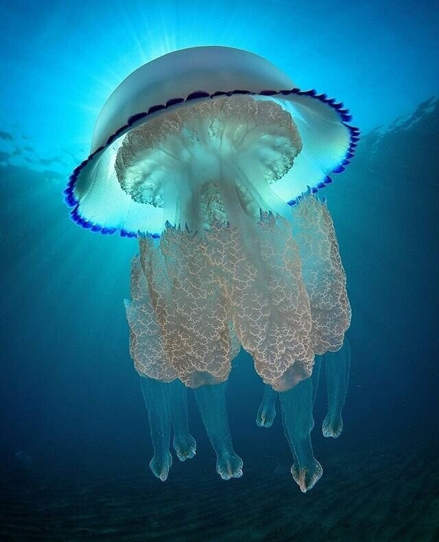 Хочу дрейфовать, аки медуза, 