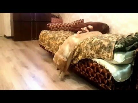 Ленивая собака 