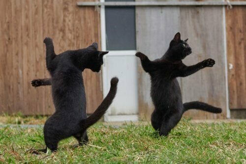 Танцующие коты