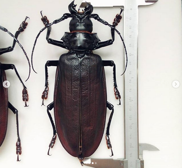 Несколько самых большие насекомые на Земле