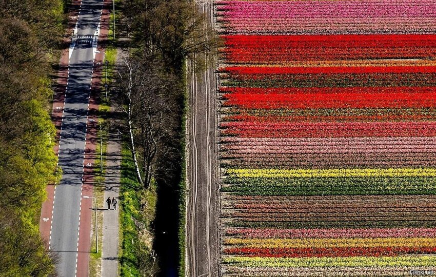 Сезон цветения гиацинтов и тюльпанов в Нидерландах