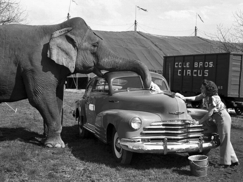 Слон из бродячего цирка помогает мыть автомобиль Chevrolet Fleetline Aerosedan 91hp модель 1946, 1950 год.