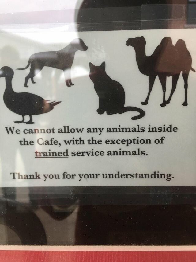 С любыми животными, кроме верблюдов, пожалуйста