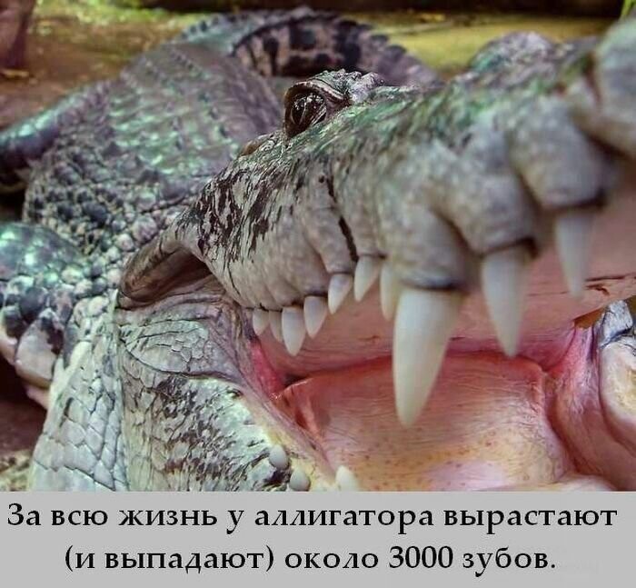 А вдруг ты не знал