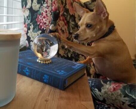 Пёс все время заглядывал в стеклянный шар для предсказаний,а хозяева не понимали,что же он там видит