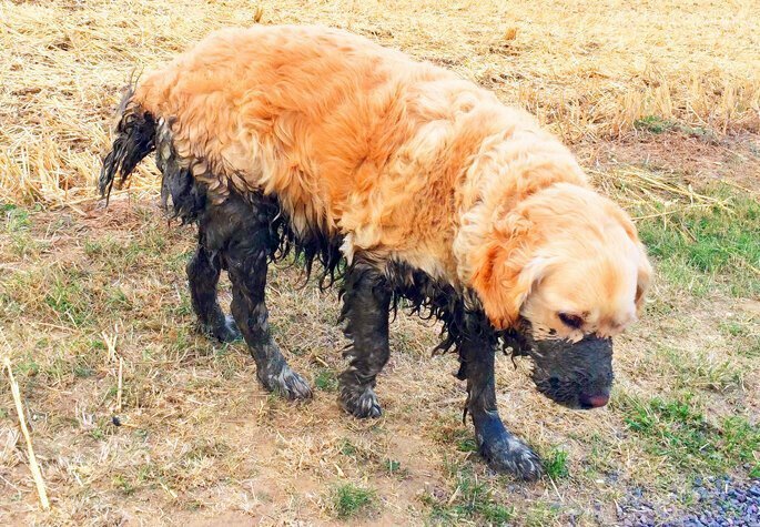 Почему собаки любят кататься в грязи?