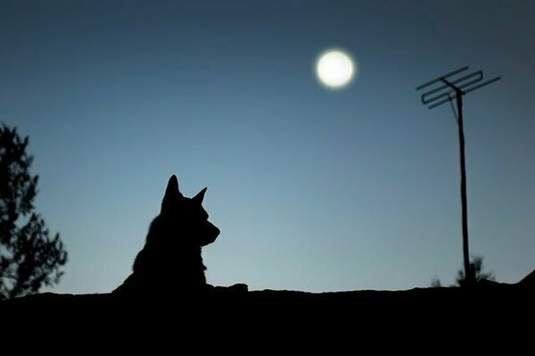 Почему собаки воют на Луну?