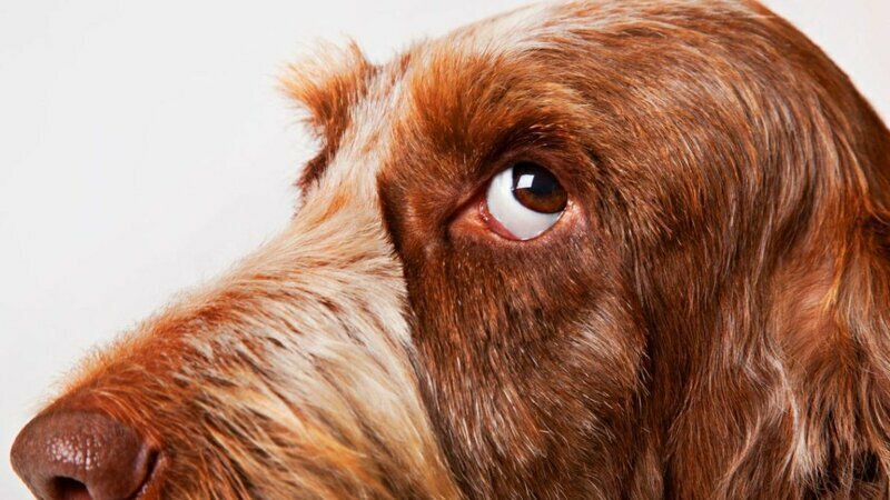 10 собачьих "почему?", или Всё, что вы хотели знать о лучшем друге человека