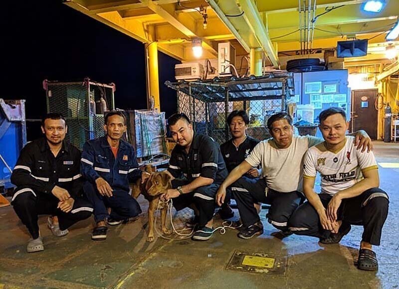 В Таиланде спасли собаку, которая была обнаружена посреди Сиамского залива в 217 километрах от берега