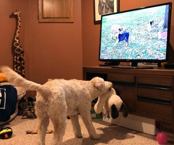 10. С удовольствием смотрит передачи про собак, еще и демонстрирует телевизору свои игрушки