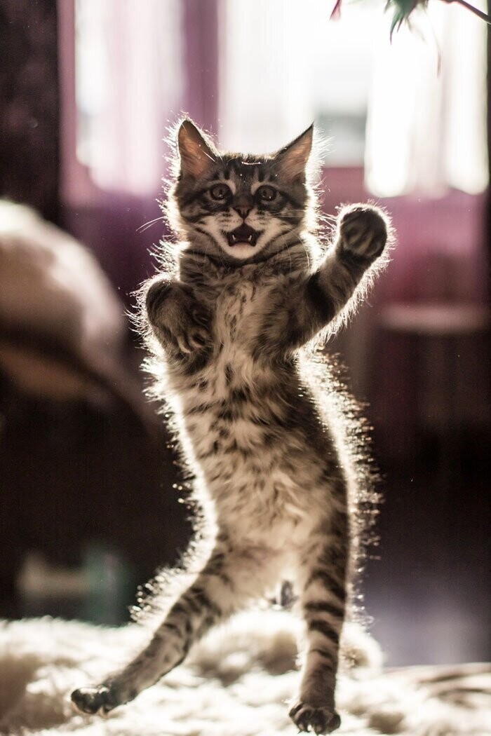 10+ фотодоказательств того, что кошки прекрасно танцуют