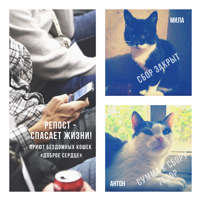 Помощь кошке Миле и коту Антону