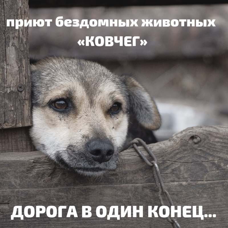 Добиться справедливости! Сомнительная деятельность «приюта» бездомных животных «Ковчег», Калининград