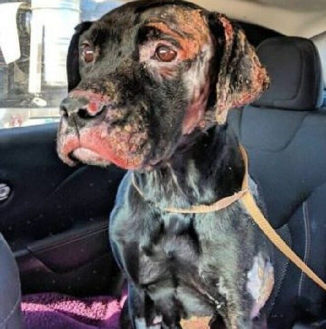 Лишившись дома и щенков, собака пострадала при пожаре, и хозяева решили усыпить ее