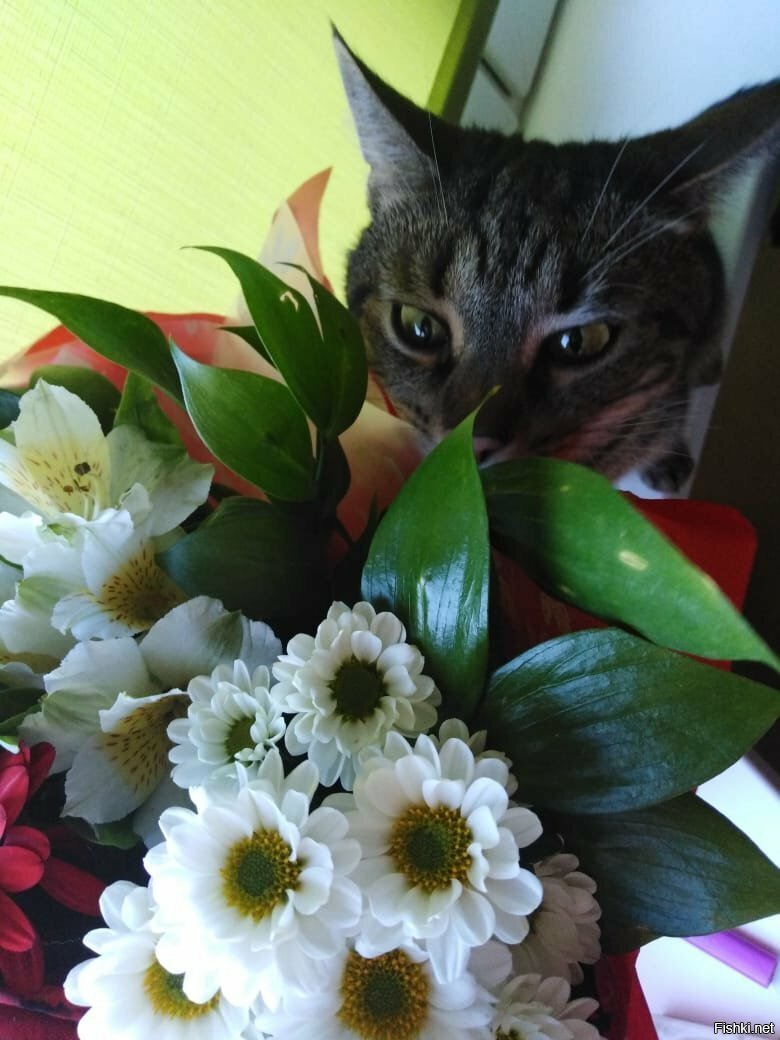 Мой кот с цветами