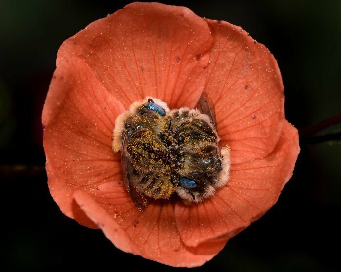 Пчелы, уснувшие в цветке: история одного фотоснимка