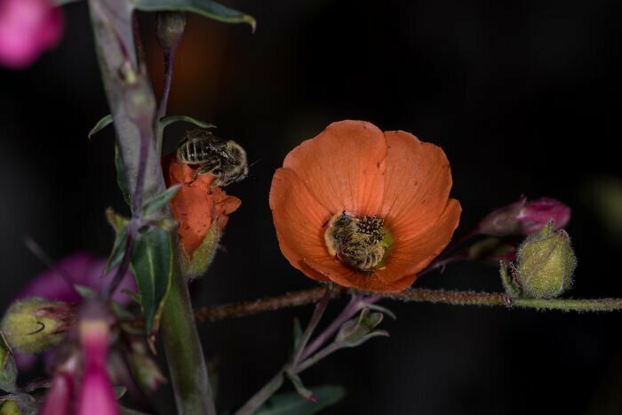 Пчелы, уснувшие в цветке: история одного фотоснимка