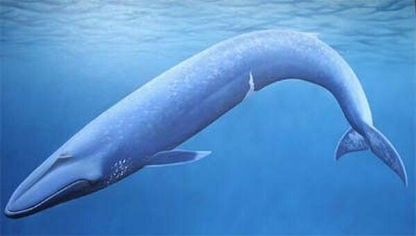 Самый крупный живой организм  Заблуждение: голубой кит