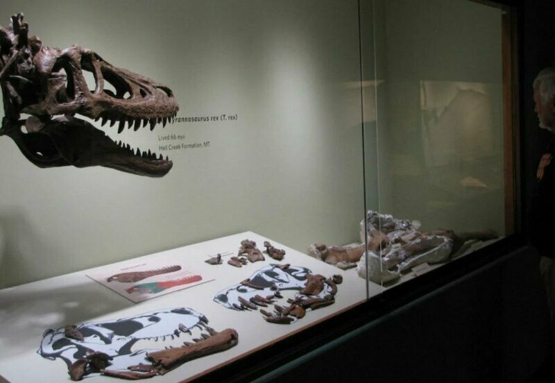 Динозавр за 3 млн долларов на eBay