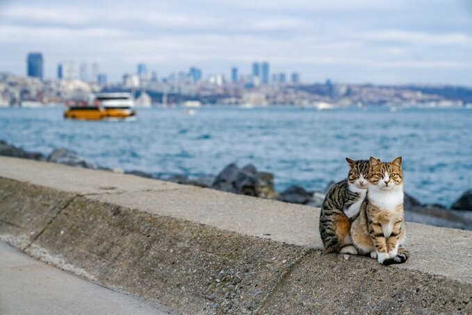 Влюблённые уличные коты очаровали интернет