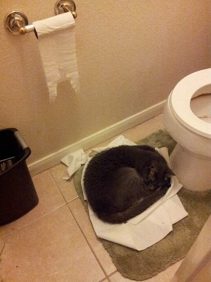 Он не придумал ничего уютнее, чем сделать себе подстилку из туалетной бумаги
