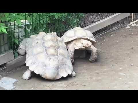 Черепаха помогла черепахе 