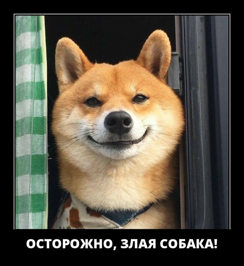 Осторожно, злая собака!
