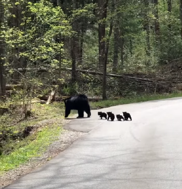 Водитель остановился, чтобы пропустить медведицу, но та была не одна