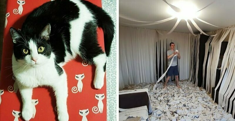 Хозяева сделали коту игровую комнату из сотни рулонов туалетной бумаги, и это настоящий кошачий рай